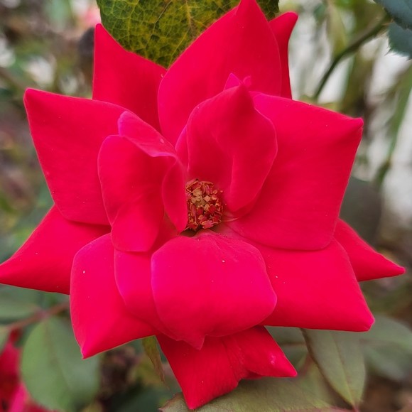 Meet your Posher, Whitney - Picture 1 of 1